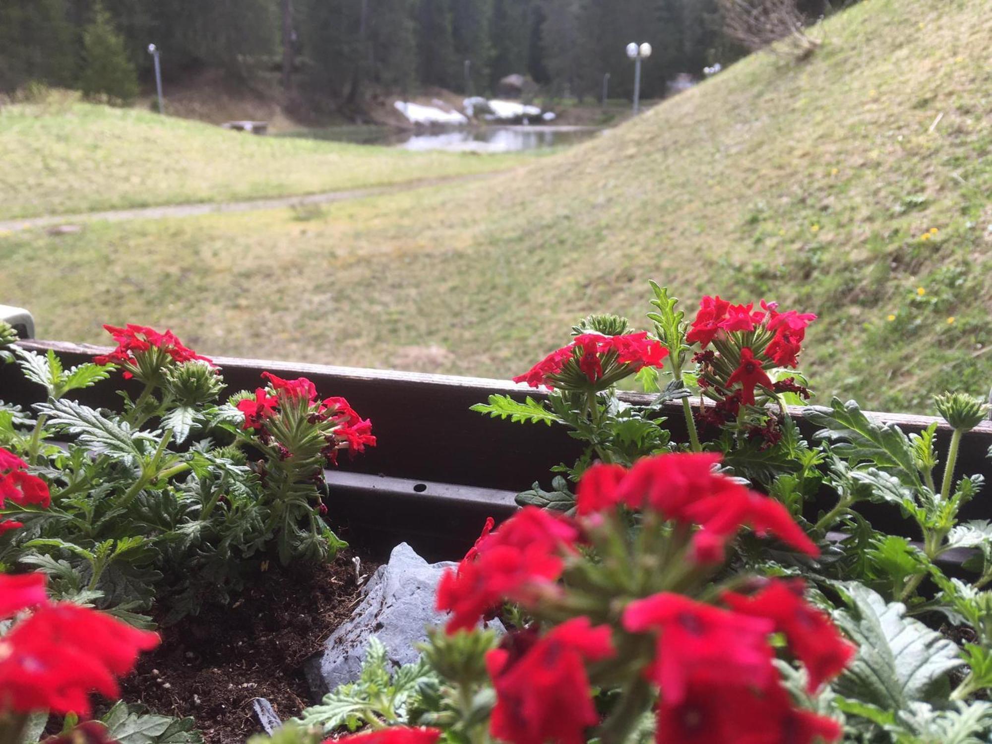 Rothornblick Lejlighed Arosa Eksteriør billede